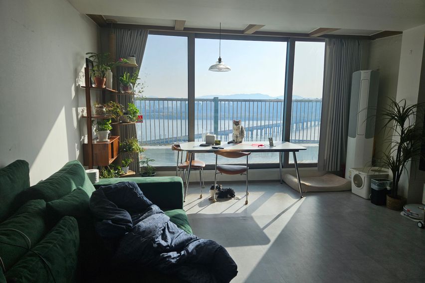 한강뷰 with 고양이