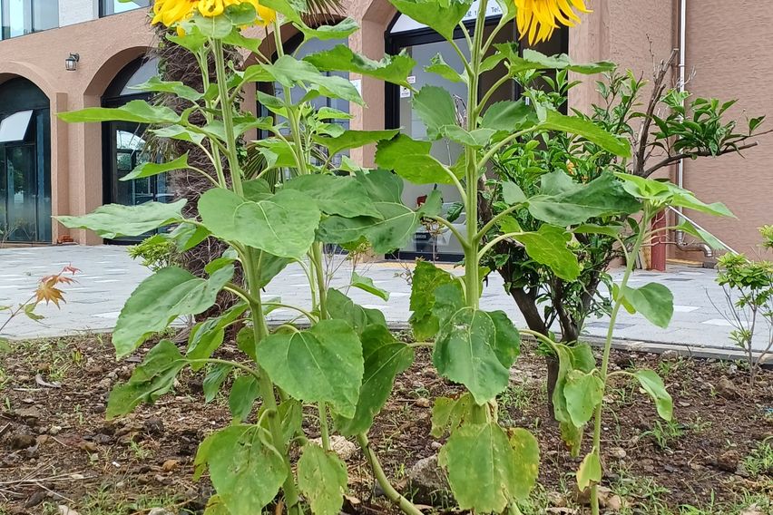 서귀포감귤밭숙소1.5룸