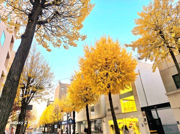 신사동 가로수길 9번째 이미지