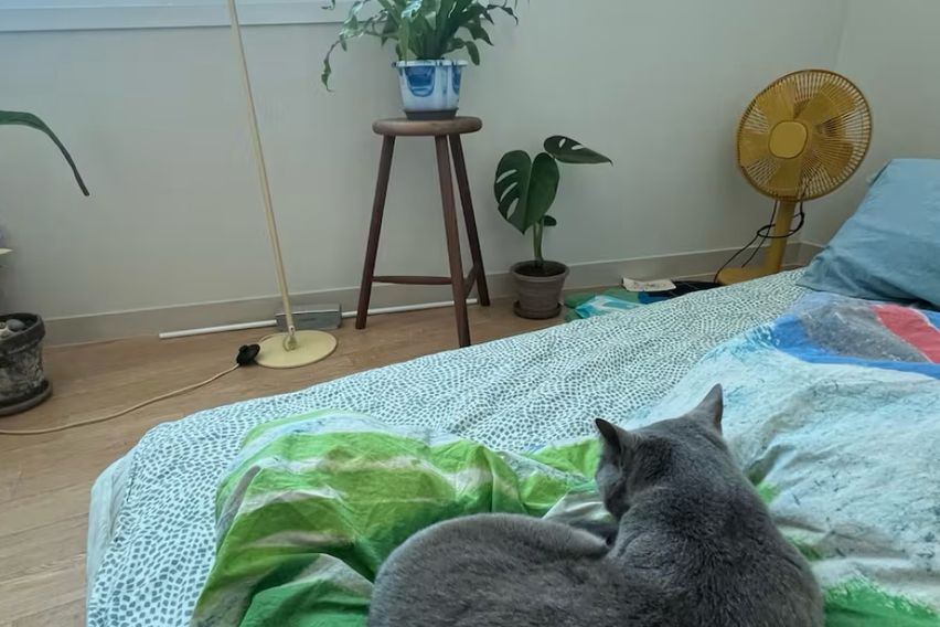고양이와 함께하는 연희 0번째 이미지