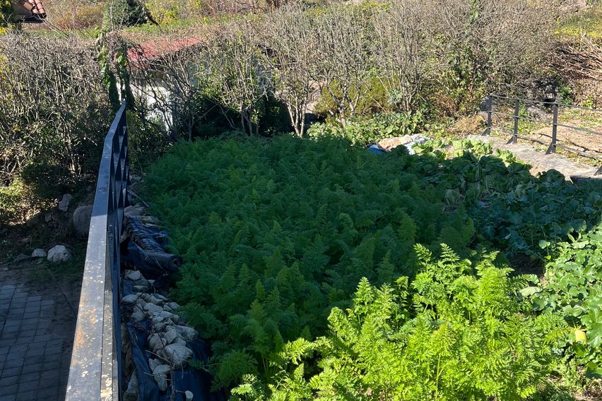수만리 들국화마을 안