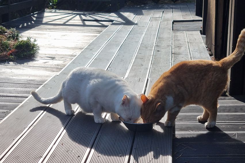 안면도소나무숲속원룸3호 7번째 이미지