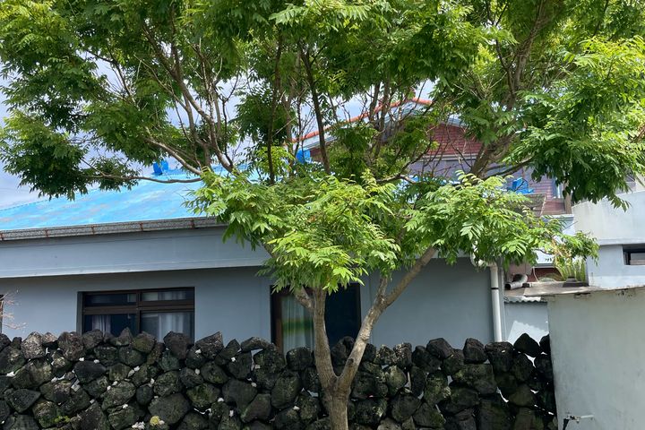 (제주시조천읍)제주돌담 19번째 이미지