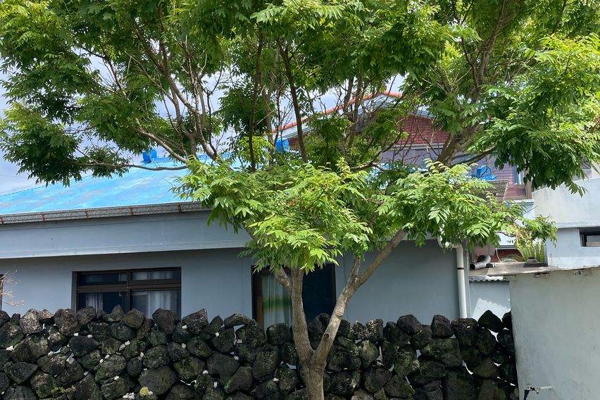 (제주시조천읍)제주돌담 19번째 이미지