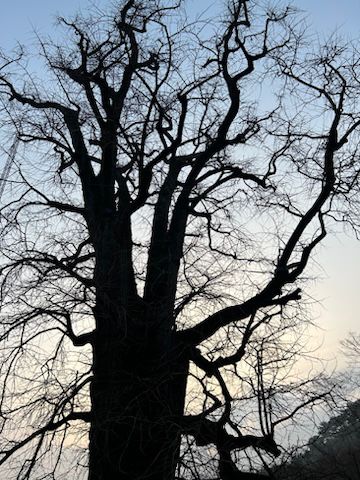 모니카방이에요1