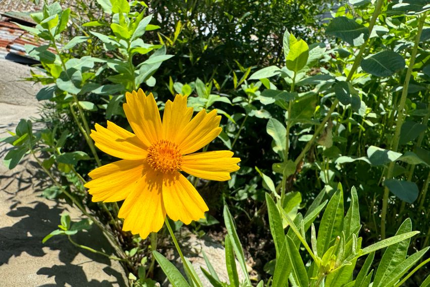 고도 420m 공기좋은