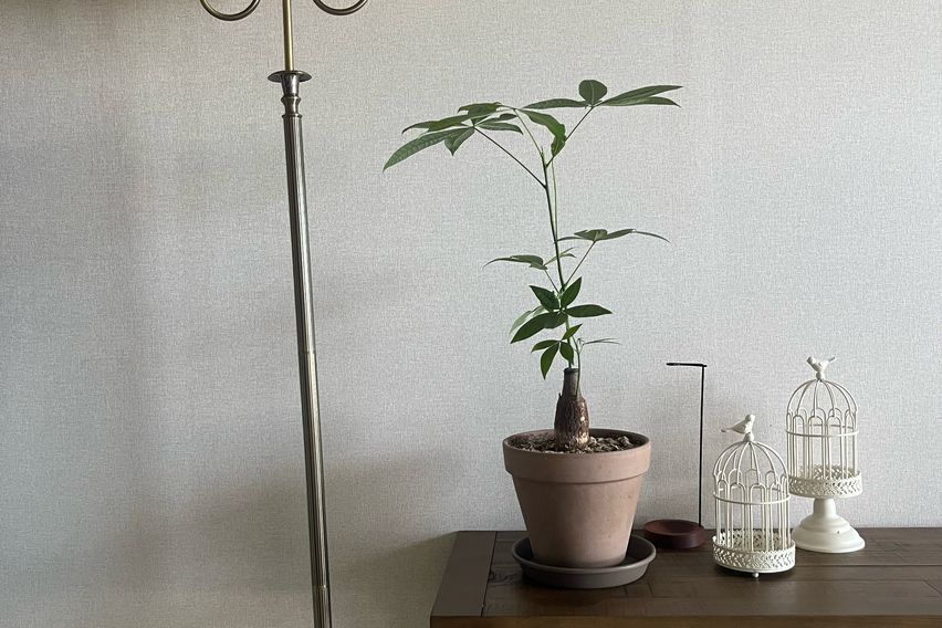  시로미 1번째 이미지