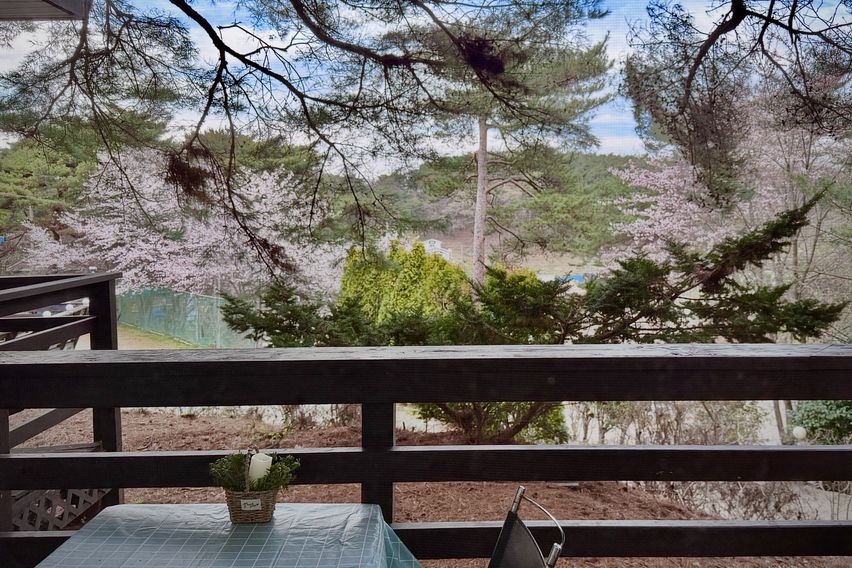 안면도조용한소나무숲1호 1번째 이미지