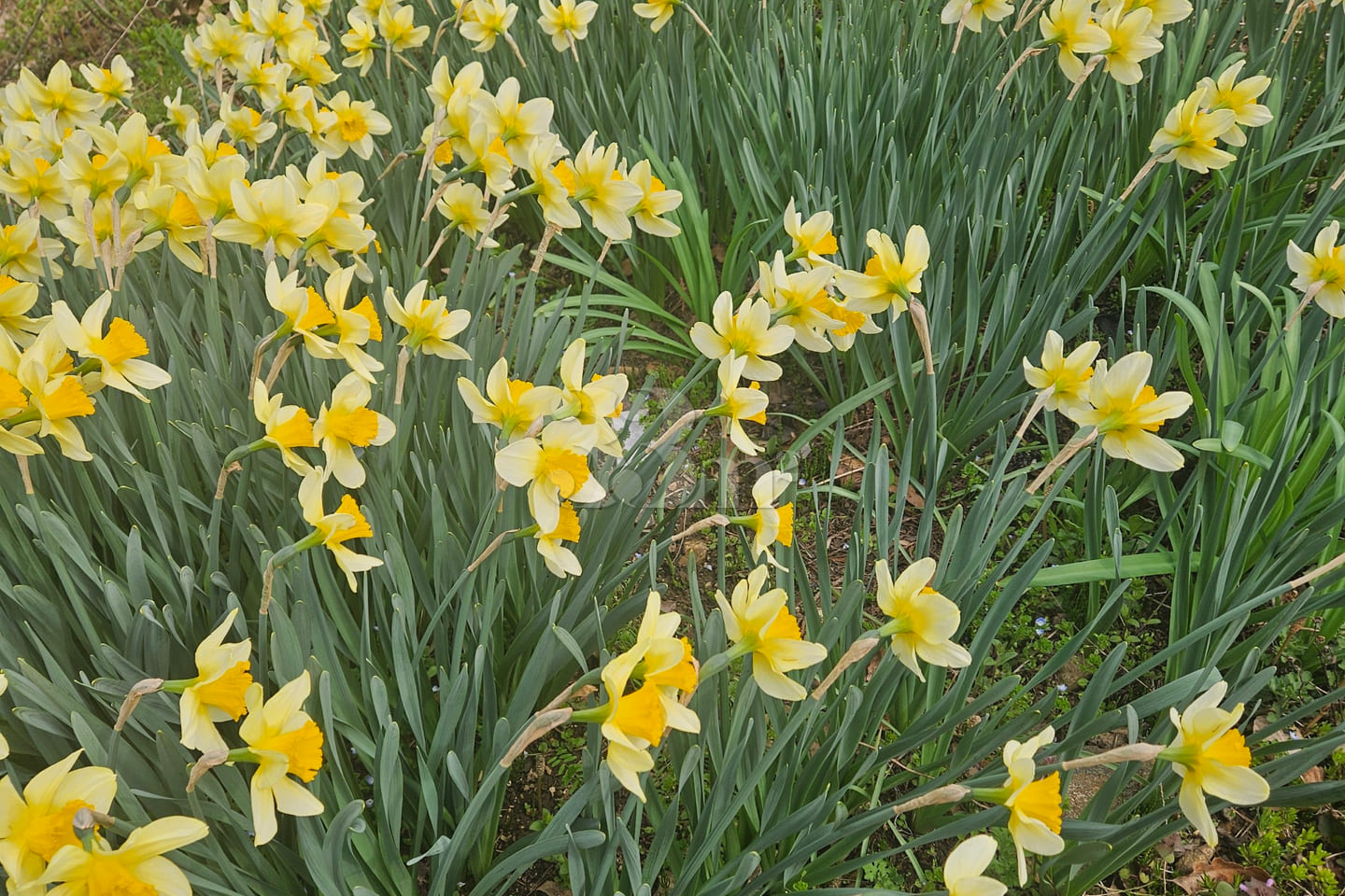 (Cheongyang, Boryeong) Forest Countryside Vac 18th image