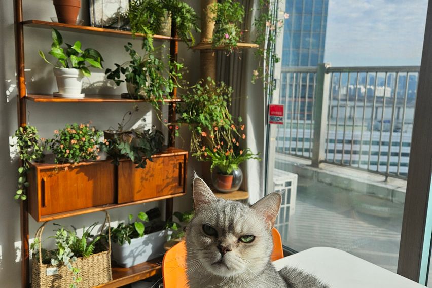 한강뷰 with 고양이