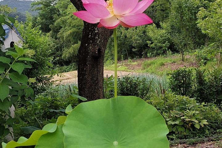 리틀 포레스트 1번째 이미지