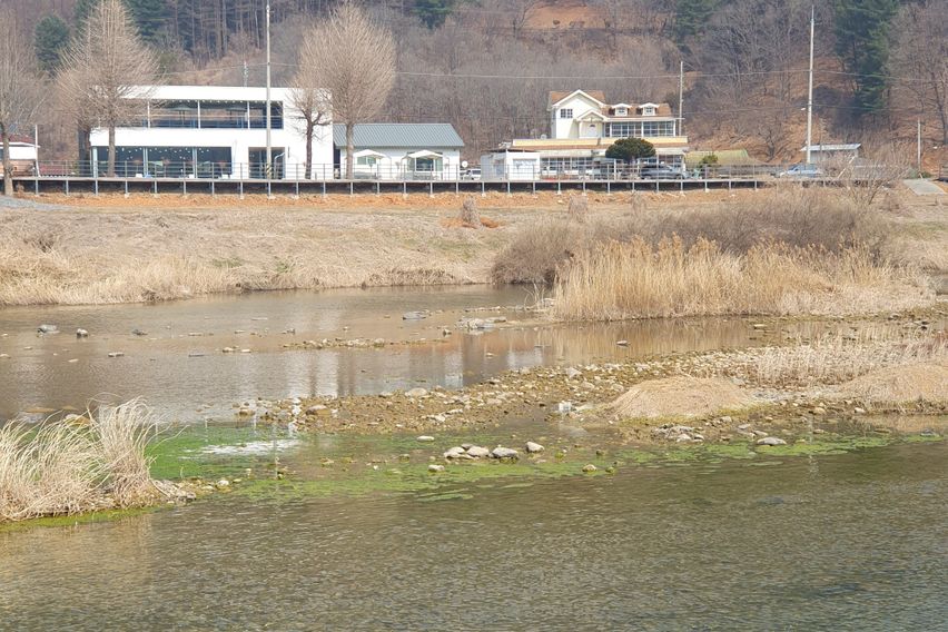 프리지아 1번째 이미지