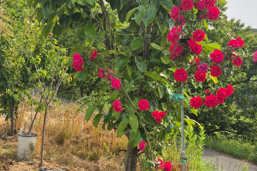 40평독채애견동반촌캉스