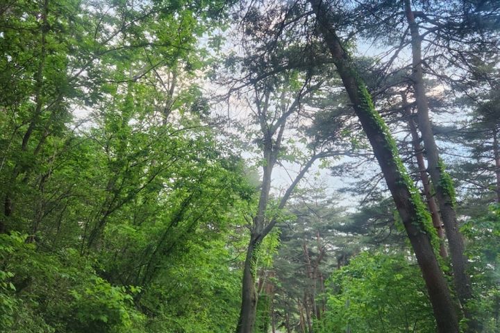 강릉소나무숲길집102호 4번째 이미지