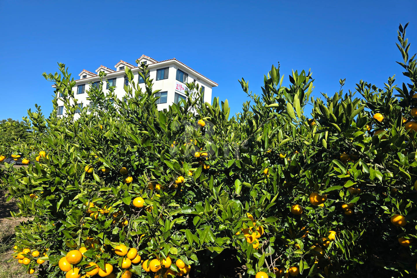 Stay in a tangerine orchard 14th image