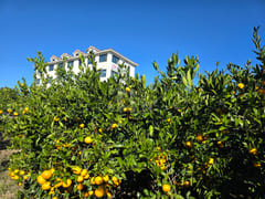 Stay in a tangerine orchard 14th image