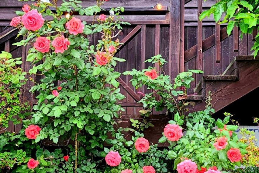 강화도 펜션( 레오