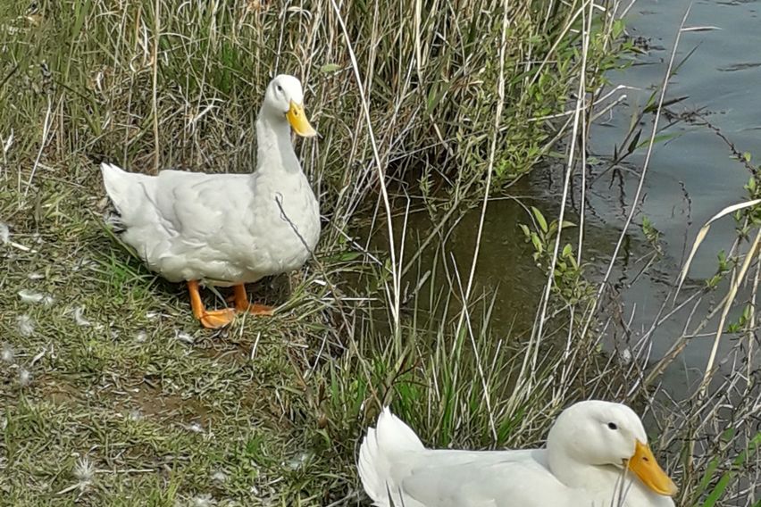 금릉역 야당역사이풀옵션