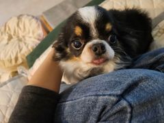 한강뷰 with 고양이 17번째 이미지