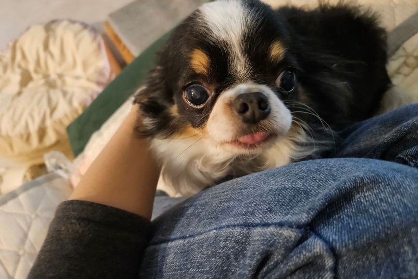 한강뷰 with 고양이