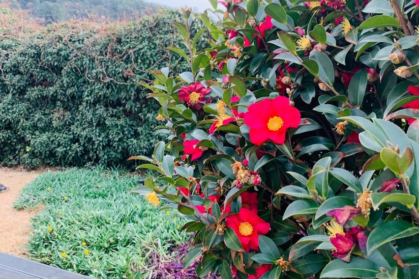 ✔️애월해담바람정원✔️