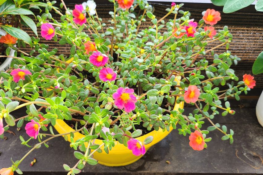 강화.  펜션. 안드로