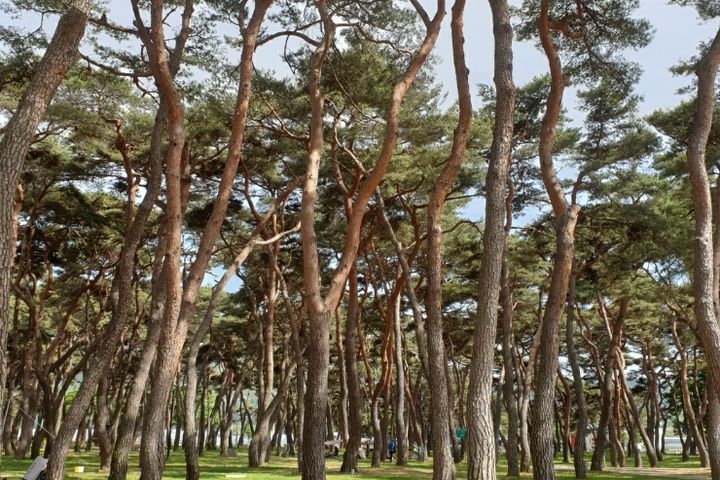금강변을 따라 솔향기 8번째 이미지