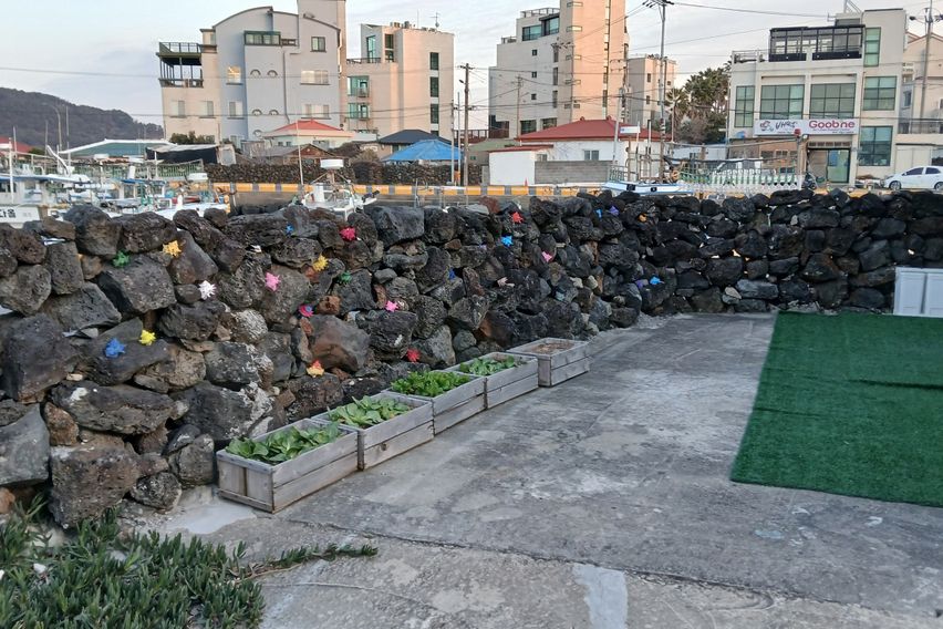 함덕 포구 돌담집