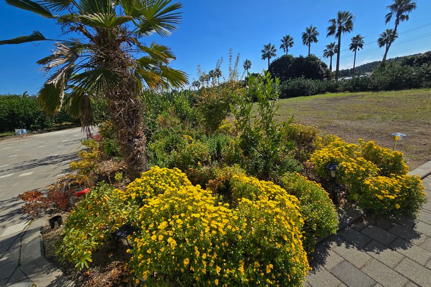 서귀포감귤밭1.5룸