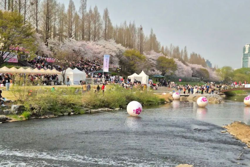 벚꽃양재카페공원 바로앞 14번째 이미지