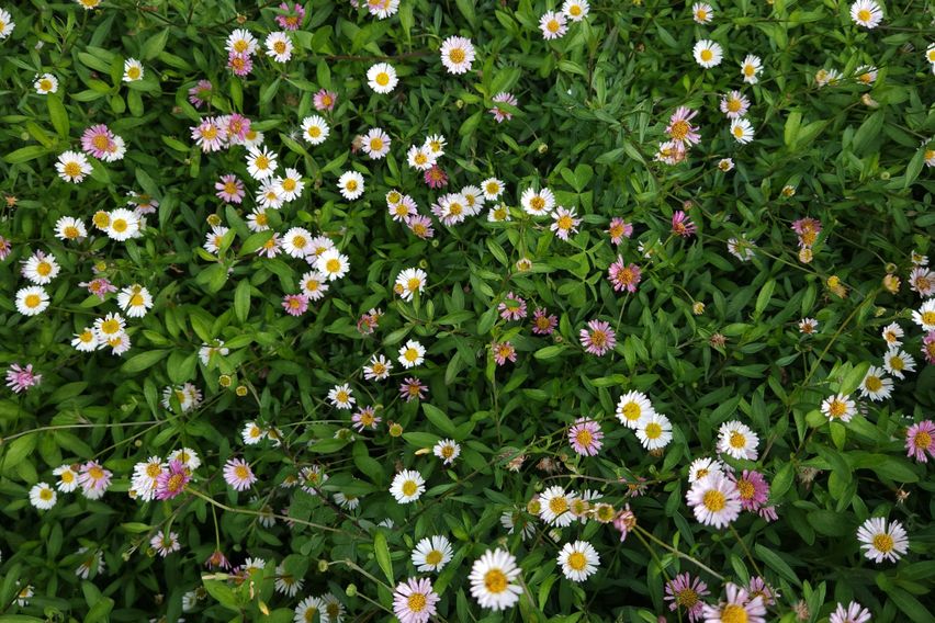 애월 방4욕실3 50평 16번째 이미지