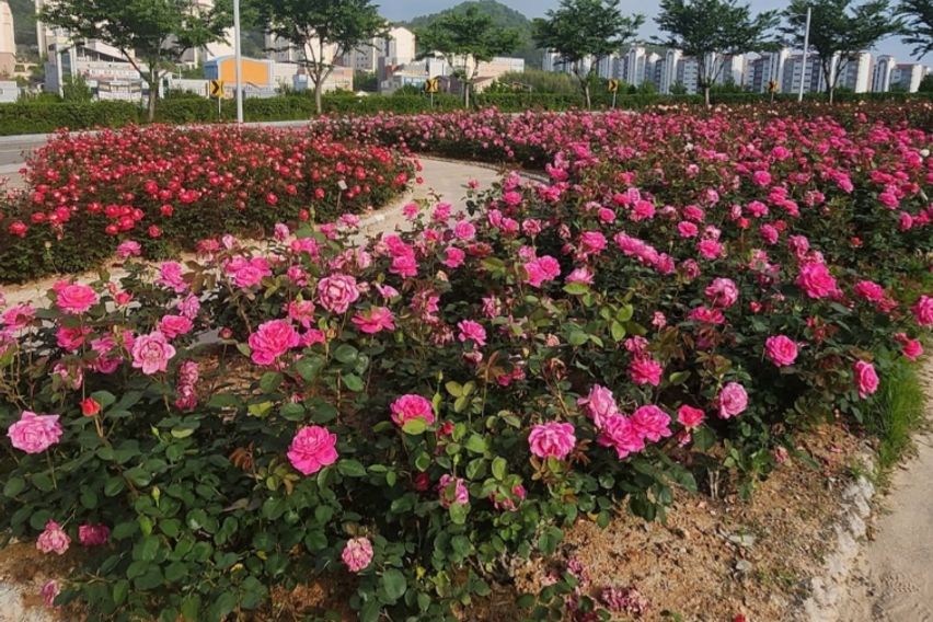  오션뷰 핫플 스위트룸 15번째 이미지