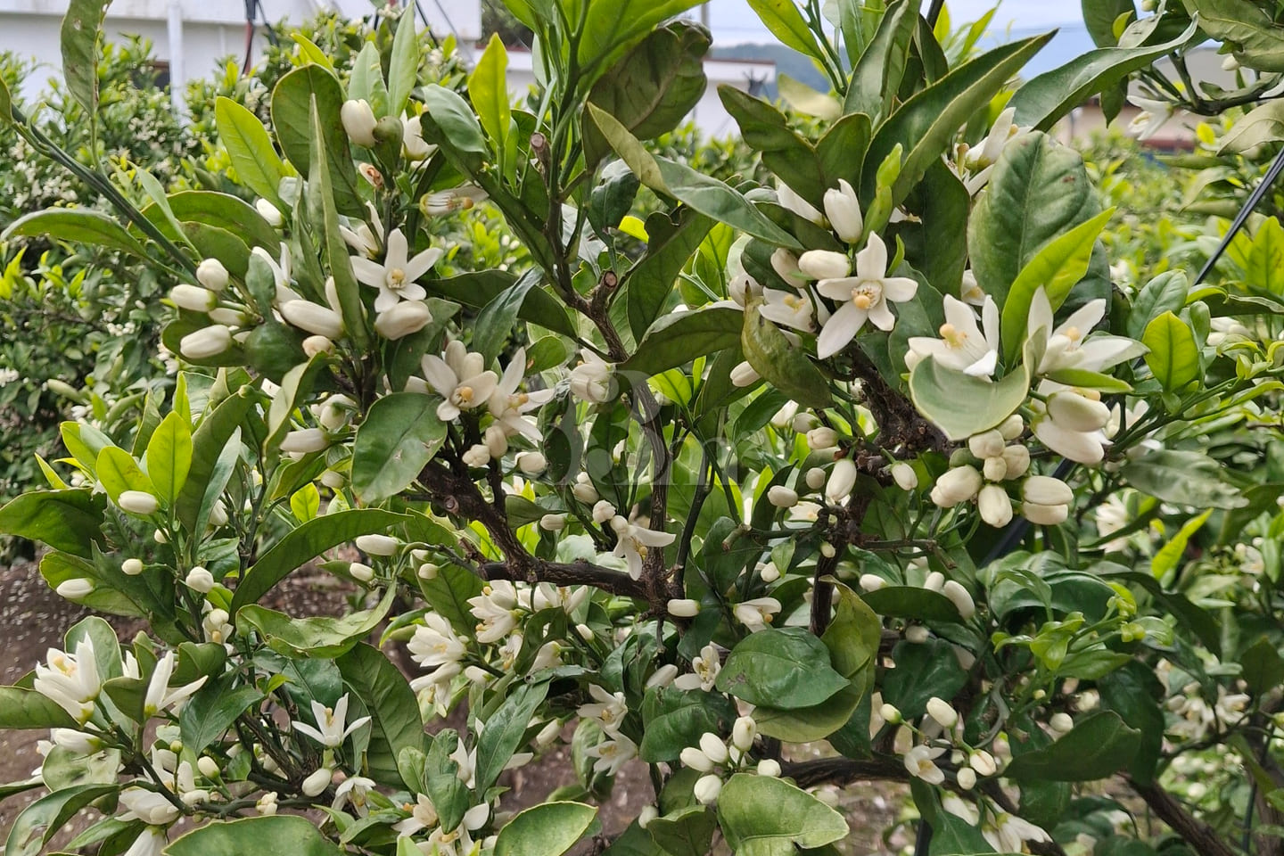 A Room Lingering with the Scent of Tangerines 14th image