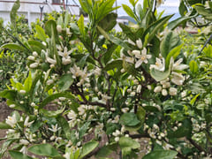 A Room Lingering with the Scent of Tangerines 14th image