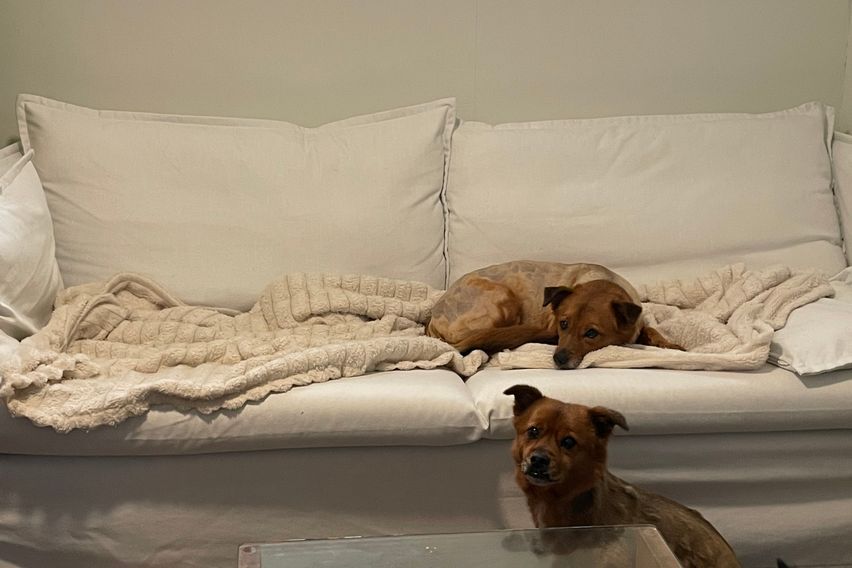 슬리피선데이-독채반려동 4번째 이미지