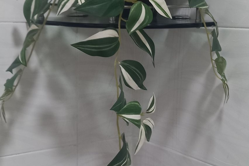 삼성병원 대청역, 3룸