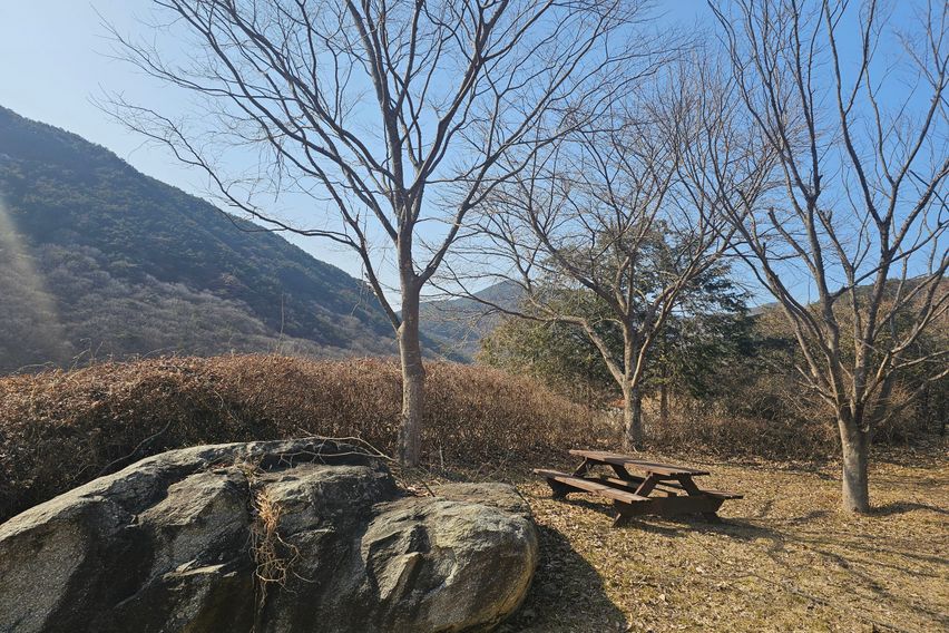 레몬밤 8번째 이미지