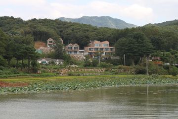 안개꽃