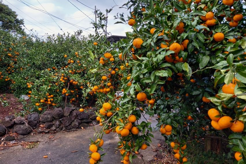 위미리 독채투룸 마당집