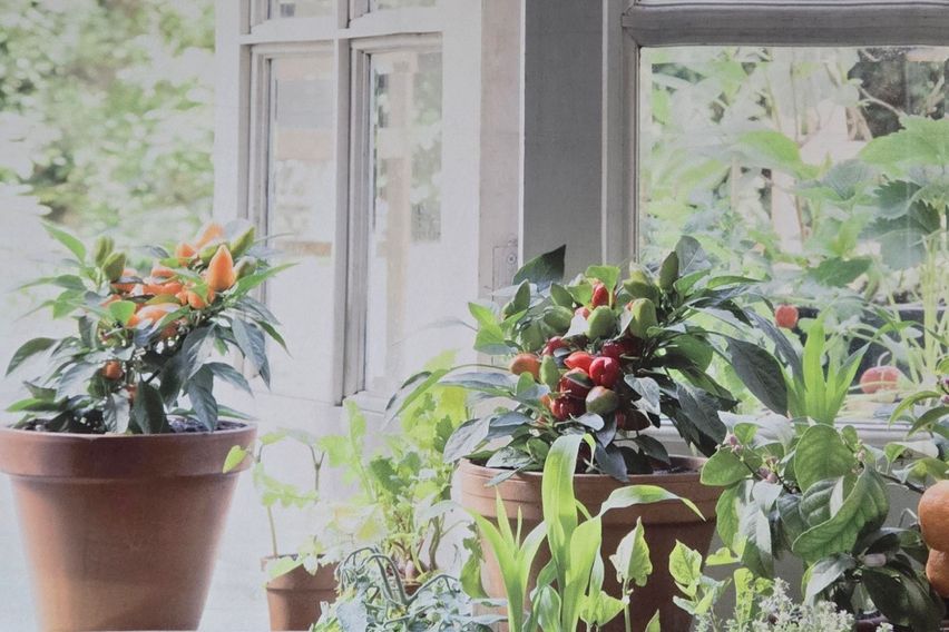 😽킴바 화정역3분 