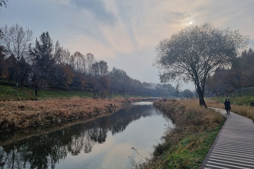 강남,서초,양재천 벚꽃