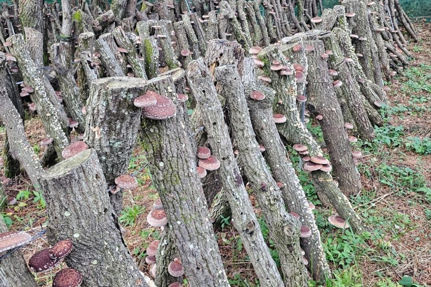 위미리 독채투룸 마당집