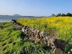 [Jeju] The Beachside Vibe of Ilchulbong 11th image