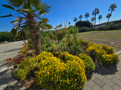 Seogwipo Jungmun Tangerine Farm Accommodation 13th image