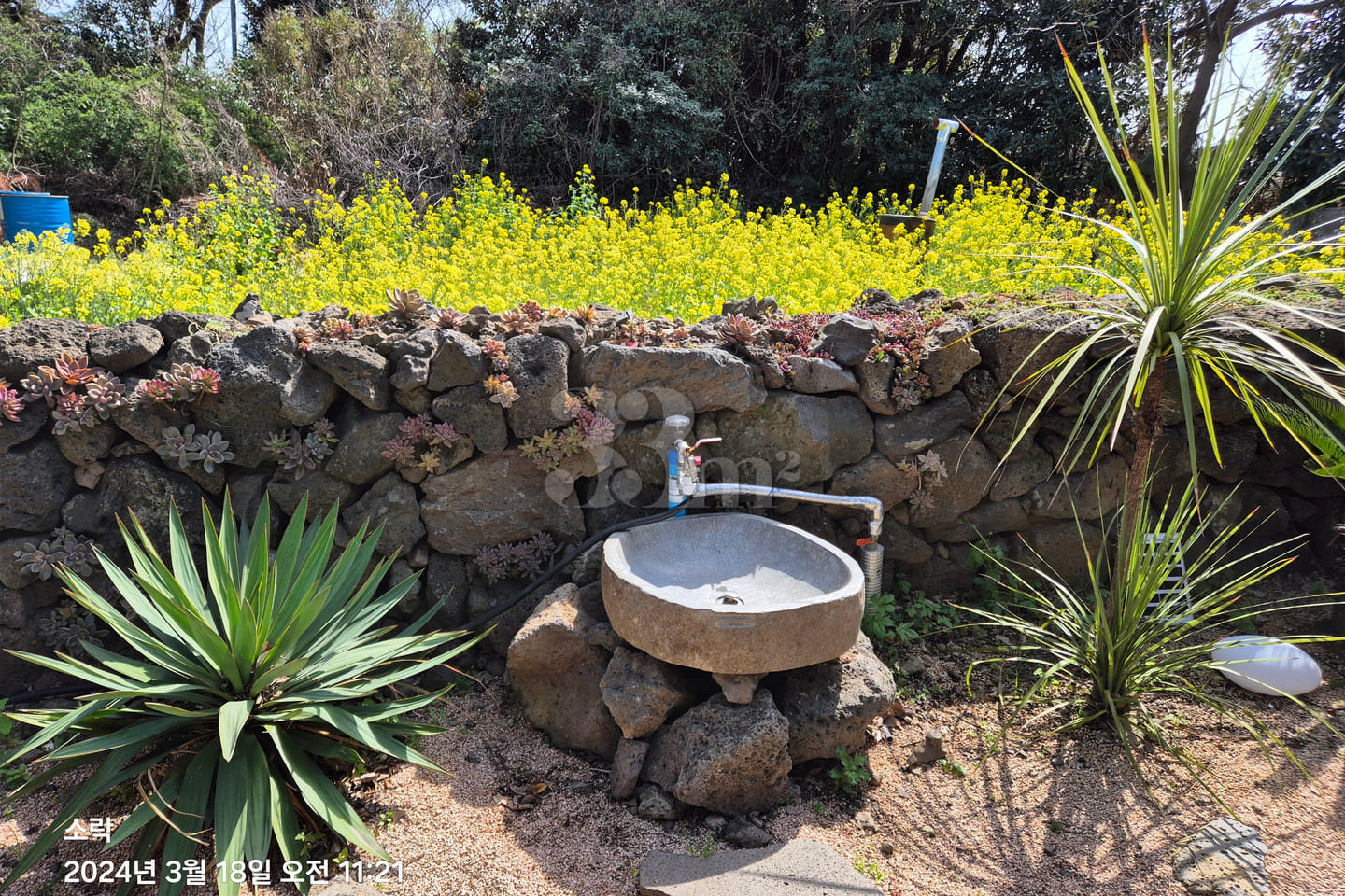 Stone house with a yard in the Jeju countrysi 8th image