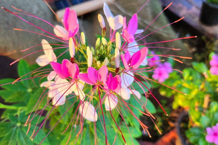 강화도. 펜션 시그너스