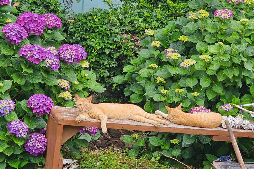 위미리 독채투룸 마당집