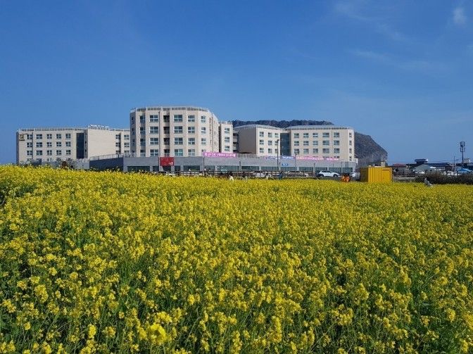 제주도 최고의 한달살기 0번째 이미지