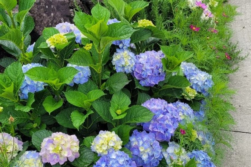 애월 방4욕실3 50평 14번째 이미지