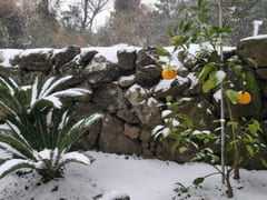 Stone house with a yard in the Jeju countrysi 9th image